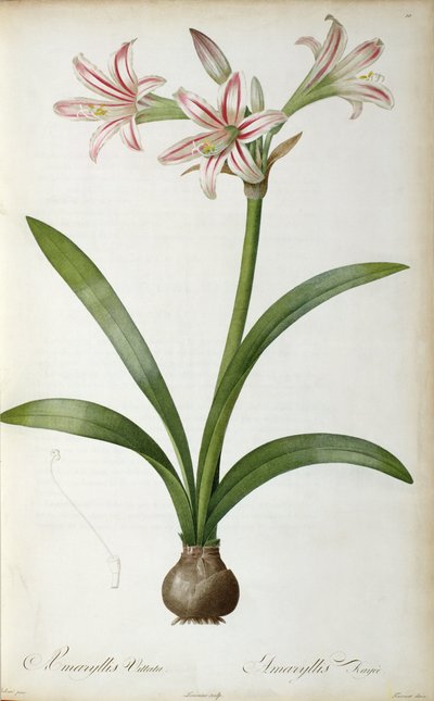 Amaryllis Vittata, aus `Les Liliacees